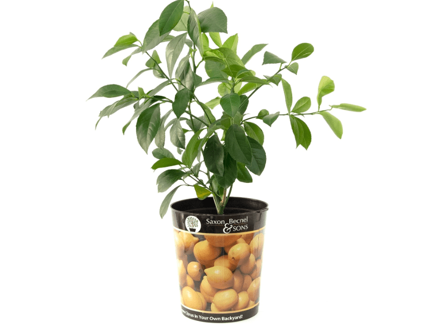 
Garden State Bulb Meyer Lemon Tree, Citrus Live Plant (1 Gallon Growers Pot) Cannot Ship 