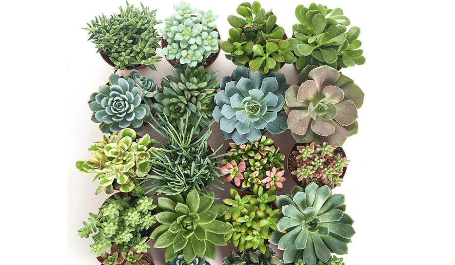 
Shop Succulents | Assorted Collection | Variety Set of Hand Selected, Fully Rooted Live Indoor Succulent Plants in a 4" Grow Pot