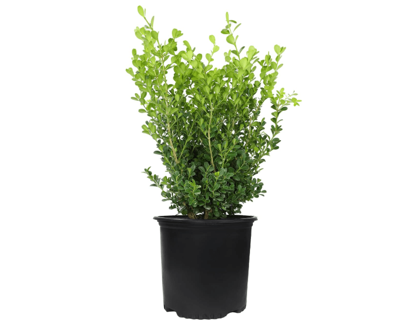 
Buxus Japonica Plant (1G), Boxwood Shrubs Live in Planters for Outdoor Plants Live Evergreen Trees Live Plants, Live Outdoor Plants Potted Plants