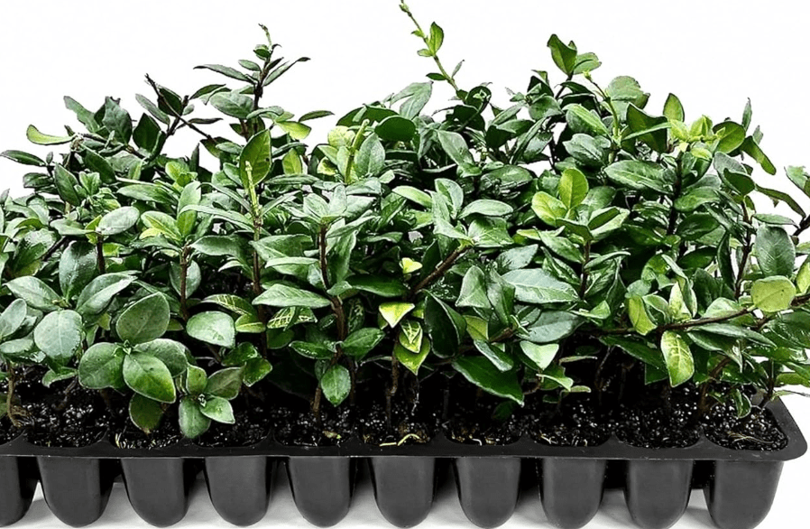 
Star Jasmine | 10 Live Plants | Trachelospermum Jasminoides | Fragrant Blooming Evergreen