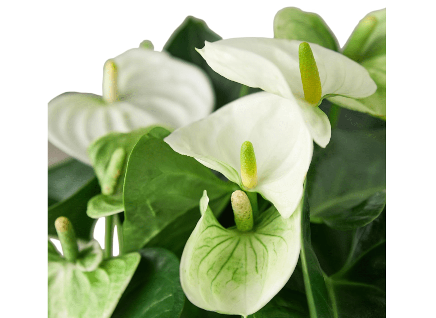 Anthurium White Flower Andraeanum - Exotic Tropical Houseplant with Glossy White Flowers and Lush Foliage - Easy-Care Indoor Plant - CA Seller