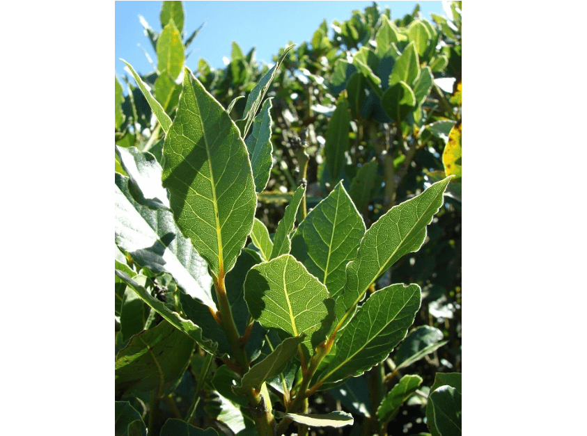 
DESBEBE Live Plant -Laurus nobilis - 'Bay Leaf Tree' - Bay Laurel or Sweet Bay