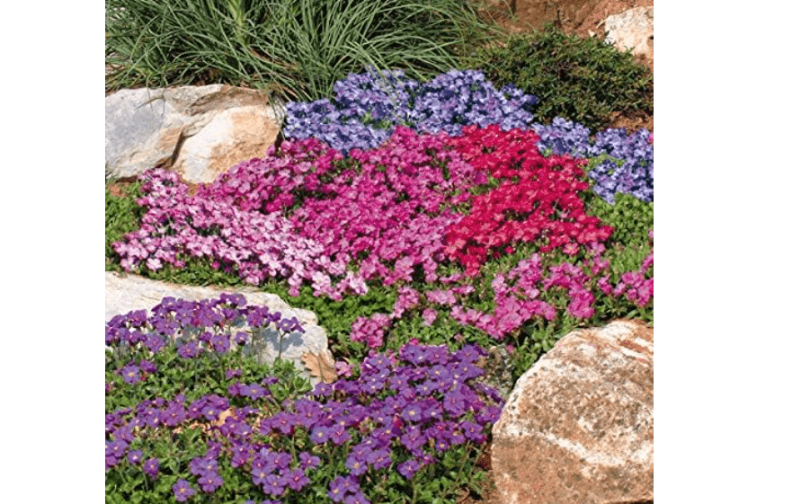 
Outsidepride Cascade Mix Aubrieta Rock Cress Seeds - 1000 Pcs Perennial Flower Seeds, Easy to Grow, Low Maintenance, Cascading & Low Growing