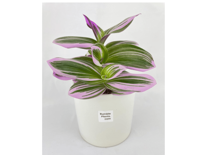 
Bumble Plants Tradescantia Bubblegum Lilac [Shipped in potted nursery pot