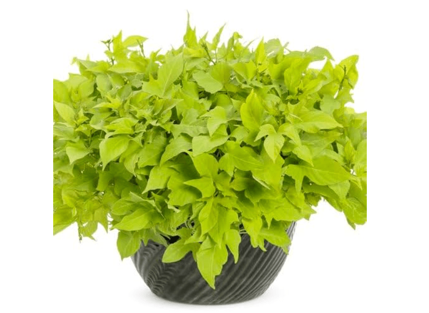 
Sweet Potato Vine,3 Starter Plants, Margarita
