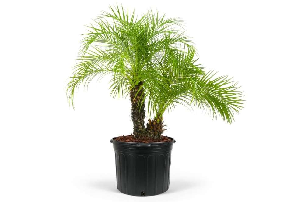 
Pygmy Date Palm Tree – Phoenix Roebelenii, Tropical Drought Tolerant Palm, Low Maintenance, Cold Hardy, Perfect for Outdoor Landscapes, Patios