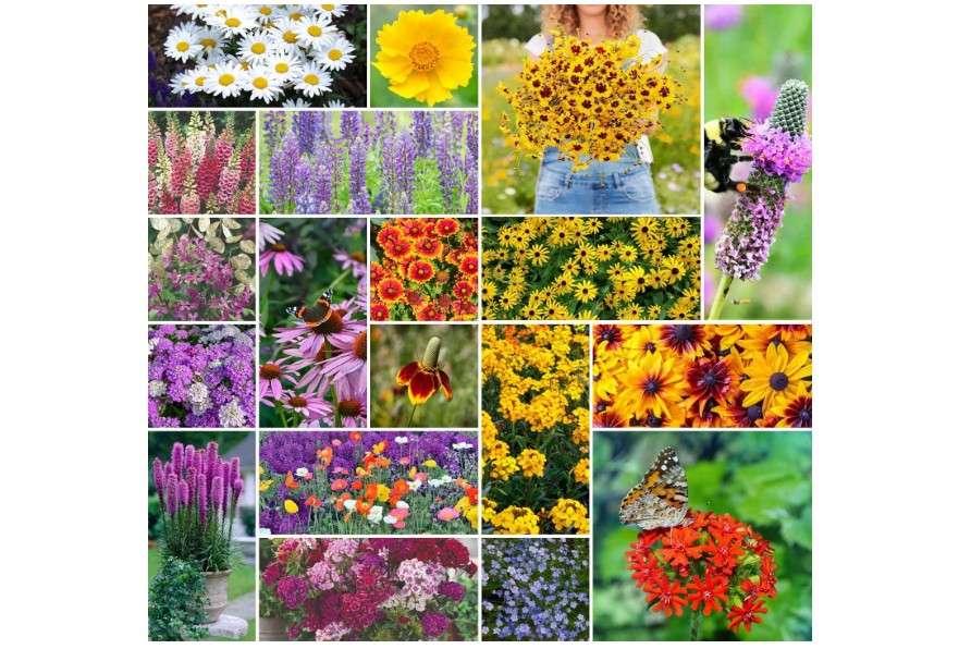 
Eden Brothers All Perennial Wildflower Mixed Seeds for Planting, 1/4 lb, 120,000+ Seeds with Lupine, Shasta Daisy | Attracts Pollinators, Plant in Spring or