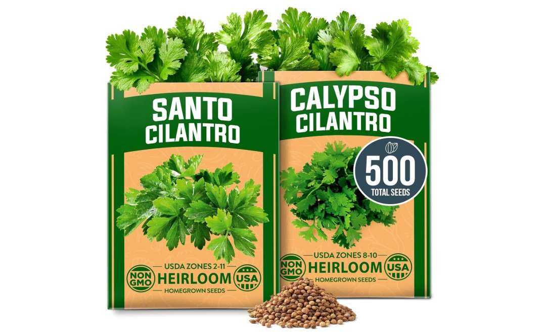 
HOME GROWN Cilantro Seeds 250 Calypso & 250 Santo Cilantro for Planting Indoors, Hydroponics or Aerogarden - Heirloom, Non-GMO, Santo Plant,