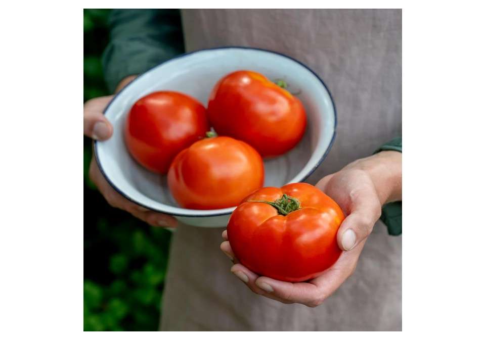 
Burpee 'Celebrity' Hybrid Red Tomato Slicer 35 Non-GMO Seeds for Planting Disease-Resistant and Award-Winning Variety Big Juicy Tomato for Summer