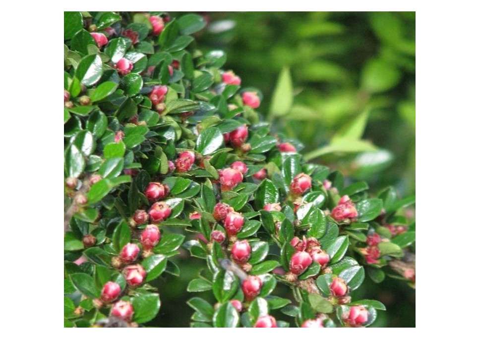  Cotoneaster horizontalis c.s. (Rock Spray Ctooneaster) Tree Seed, Tiny Pink Flowers, Showy red Fruits, You Choose The Quantity (1 Pack)
