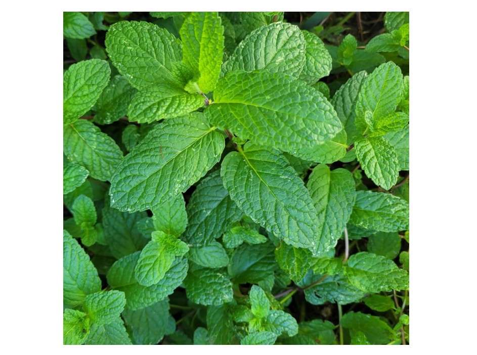 
Apple Mint Plants. Live, Fragrant, Fresh, Edible. Easy Grow. Indoor/Outdoor. (2 Mint Bags)