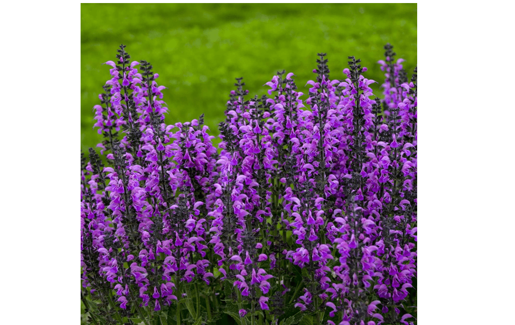 
Color Spires® Back to The Fuchsia Meadow Sage - Salvia - Gallon Pot - Proven Winners