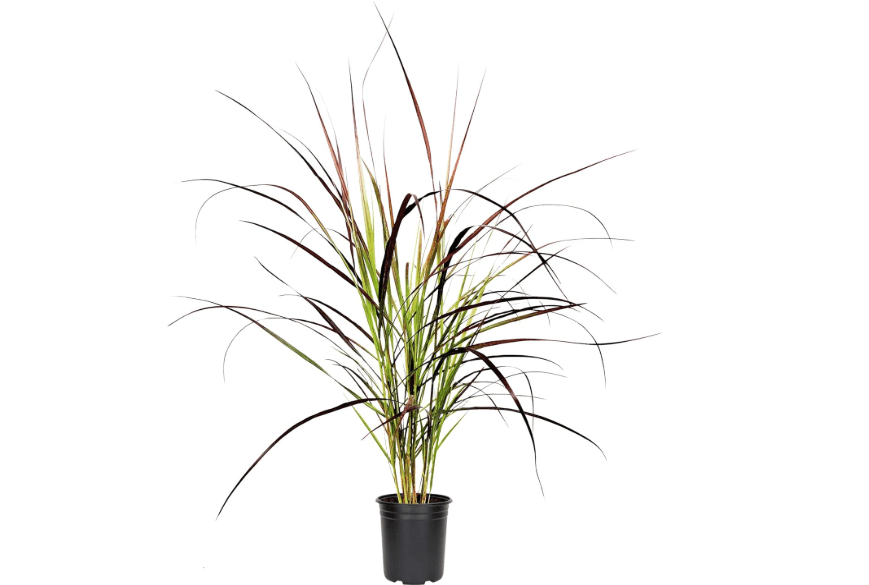 
Red Fountain Grass I 1 Large Gallon Size Plant I Pennisetum Setaceum Rubrum I Live Premium Quality, Ornamental Perennial Grass for Eye-Catching Landscaping