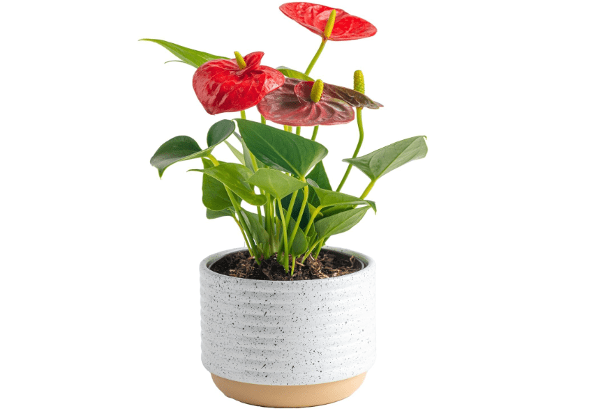 Costa Farms Anthurium, Live Indoor House Plant with Red Flowers, Easy to Care for in Modern Plant Pot, 12-Inches Tall, Housewarming Gift, Room Decor