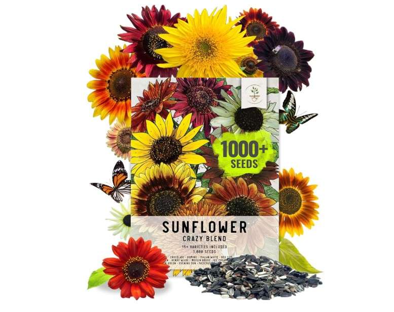  Seed Needs Sunflower Seeds for Planting The Original Crazy Blend | 1 Ounce 15+ Heirloom Varieties Open Pollinated & Untreated | Resealable Bulk Package