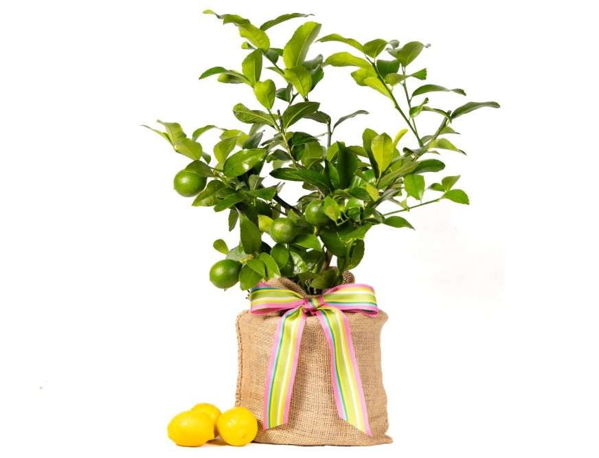 
Happy Birthday Meyer Lemon Gift Tree by The Magnolia Company - Get Fruit, Dwarf Fruit Tree with Juicy Sweet Lemons, NO Ship to TX, LA, AZ, AL and CA