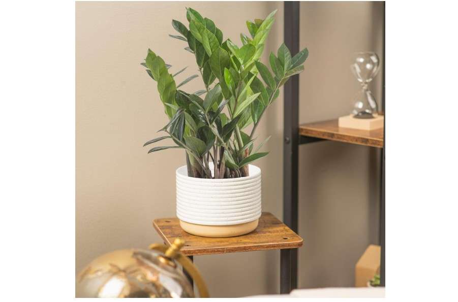 
Costa Farms ZZ Plant, Live Indoor Houseplant in Modern Decor Planter, Natural Air Purifier in Potting Soil, Gift for Plant Lovers, Birthday Gift, Tabletop