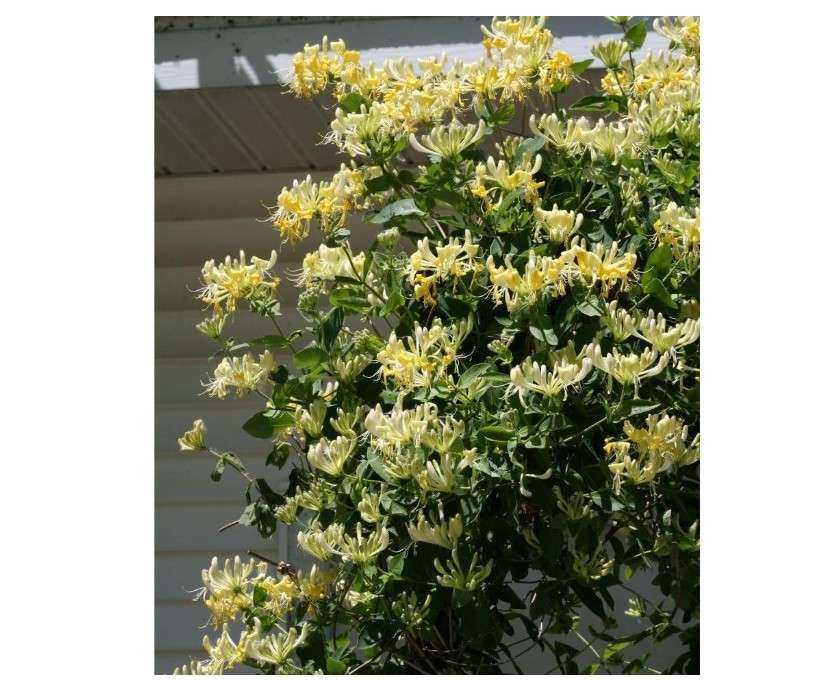 
Scentsation Honeysuckle - Proven Winner - Lonicera - Very Fragrant - 4" Pot