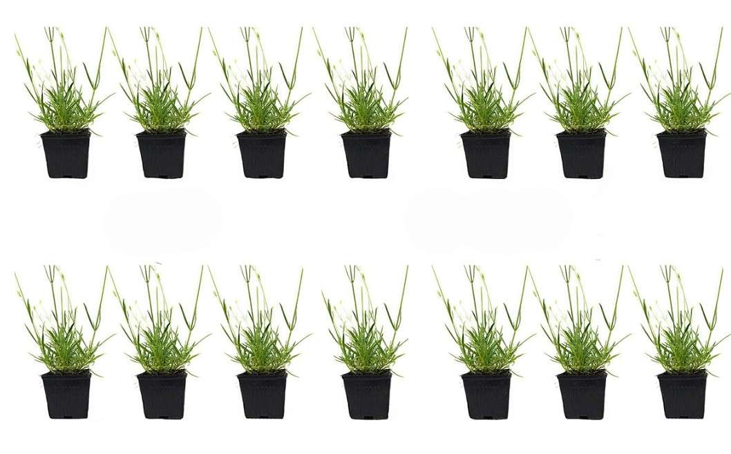 
Lavandula x Intermedia 'Provence' – 16 Very Fragrant Live Plants, 6–12" Tall with Blue Flowers in 4" Pots – Aromatic, Hardy & Ideal for..