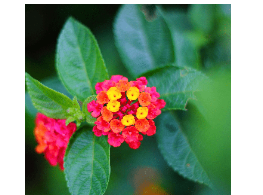 
3 Irene Lantanas, Live Plants – Continuous Blooms, Thriving in 2.5” Nursery Cubes