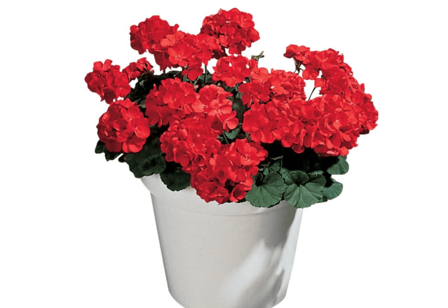 
Burpee Big Red Geranium Seeds 10 seeds