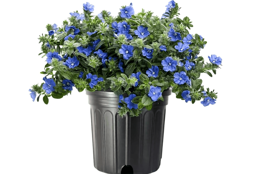 Blue Daze | 1 Large Gallon Size Plant | Evolvulus Glomerata | Low Maintenance Drought Tolerant Blooming Groundcover