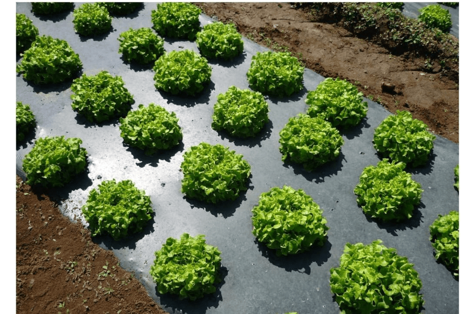 
Grower's Solution Black Plastic Mulch 4ft. X 100ft. 1.0 Mil Embossed