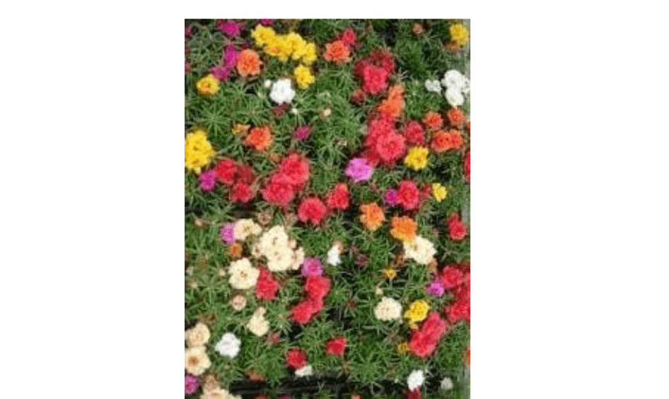 100 Mixed Colors Moss Rose Portulaca Flower Seeds
