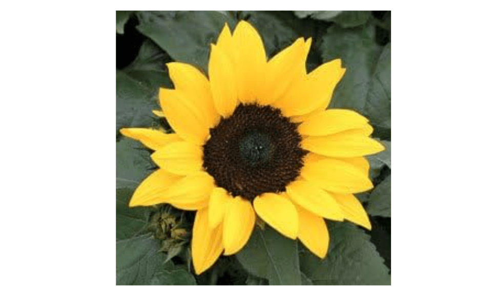 
30 Incredible Dwarf Sunflower Helianthus Annuus Flower Seeds