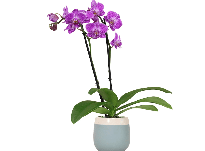  Premium Purple Live Orchid Plant Blooming in 3.5" Blue & White Orchid Pot, Live Plants, Houseplant Gifts, Approx. 16" Tall, Pet Friendly