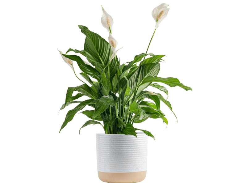  Costa Farms Peace Lily Plant, Live Indoor Houseplant with Flowers Potted in Indoors Garden Plant Pot, Air Purifying Potting Soil, Birthday, New House