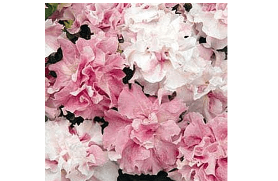  Petunia Double Cascade Orchid Mist Annual Seeds 