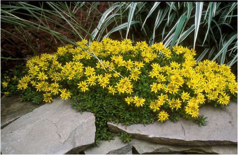 Perennial Farm Marketplace Sedum kamtschaticum (Stonecrop) Groundcover, 1 Quart, Yellow Flowers