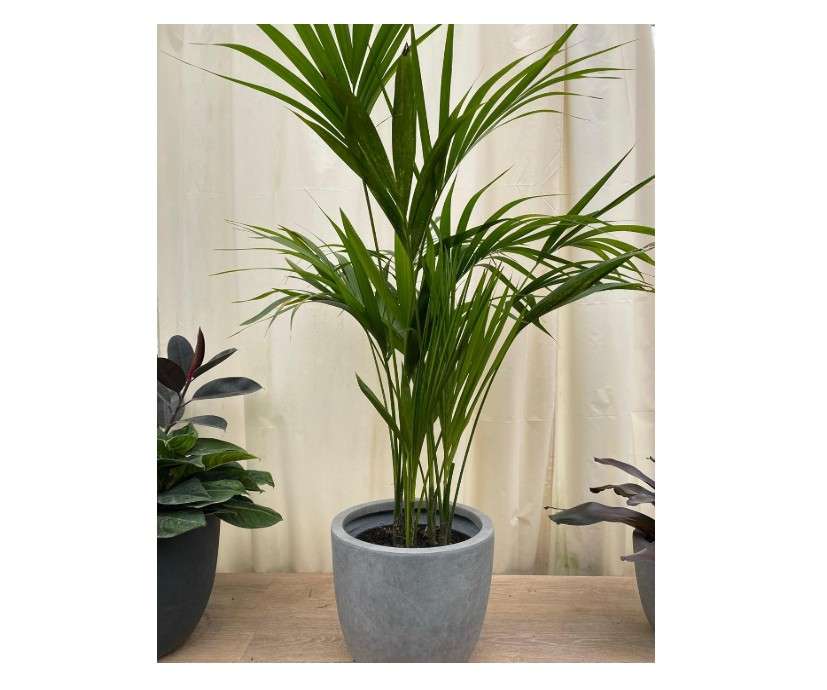 
Kentia Palm Tree, Howea Forsteriana, Live Plant - Exotic and Rare Indoor/Outdoor Plant, Tropical Garden Plant, Low Maintenance, Air Purifying Plant 