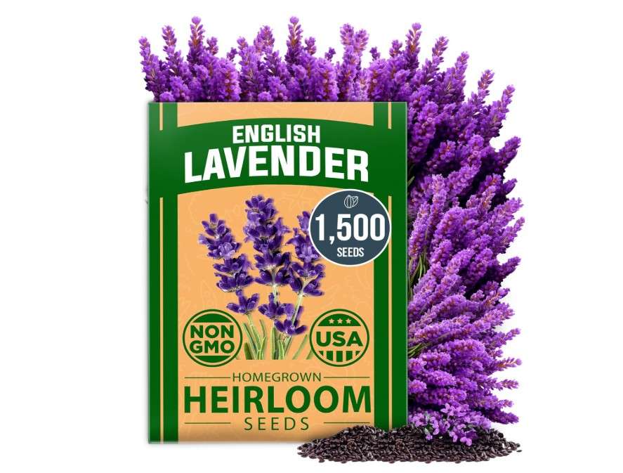 
HOME GROWN 𝗨𝗦𝗔 𝗣𝗥𝗘𝗠𝗜𝗨𝗠 English Lavender Seeds 1,500+ 𝗡𝗢𝗡-𝗚𝗠𝗢 Wildflower Seed for Planting Indoor/Outdoor, High Germination, Plant Flower.
