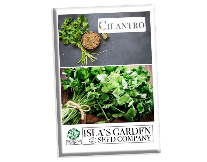 
Cilantro Seeds for Planting, 500+ Heirloom Coriander Seeds Per Packet, (Isla's Garden Seeds), Non GMO Seeds, Botanical Name: Coriandrum sativum,
