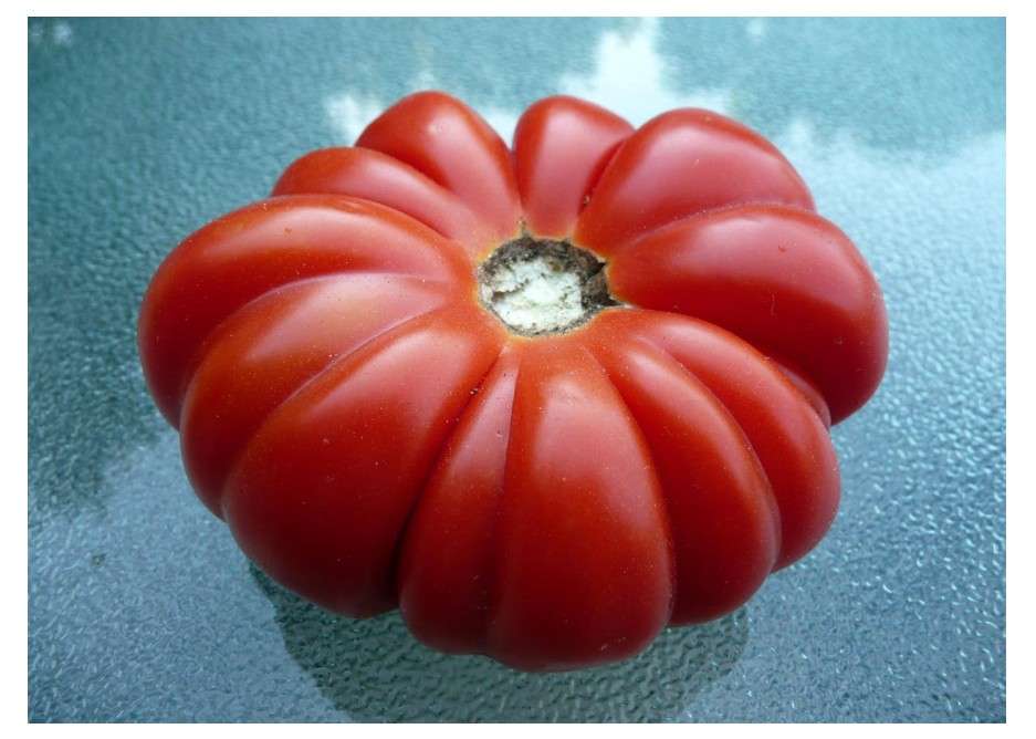 
Costoluto Genovese Heirloom Tomato Premium Seeds for Planting Packet