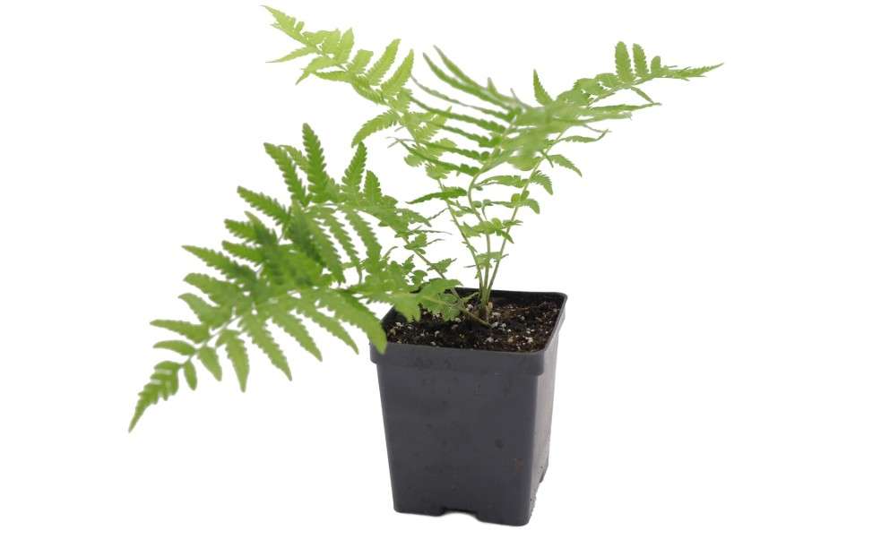  Greenwood Nursery: Live Perennial Plants - Ostrich Fern + Matteuccia Struthiopteris - [Qty: 2X Pint Pots] - (Click for Other Available Plants/Quantities)