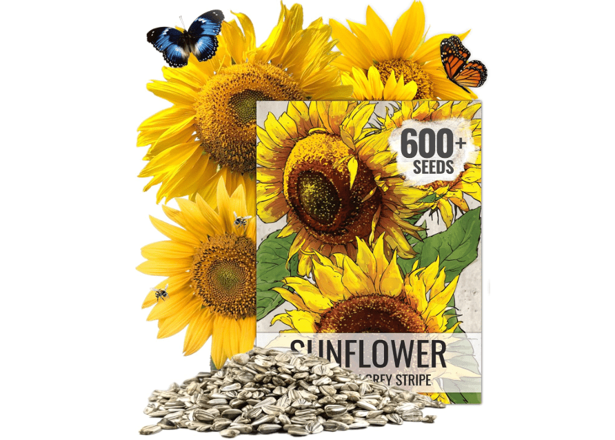 
Seed Needs Sunflower Seeds to Plant Mammoth Grey Stripe | 1.5 Ounce Large Resealable Pouch Heirloom Seeds Helianthus Annuus Non GMO | Bulk Tall Growing Sun.