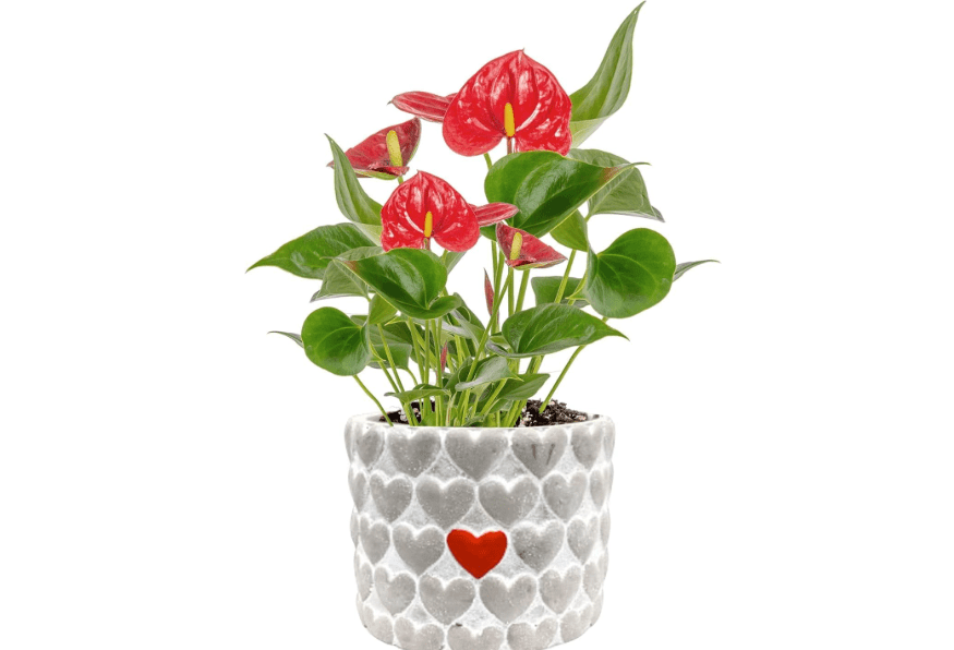 
Costa Farms Anthurium Live Plant with Blooming Flowers, Potted in Cute Indoors Plant Pot, Gift for Birthday, Anniversary, Housewarming, Room Decor