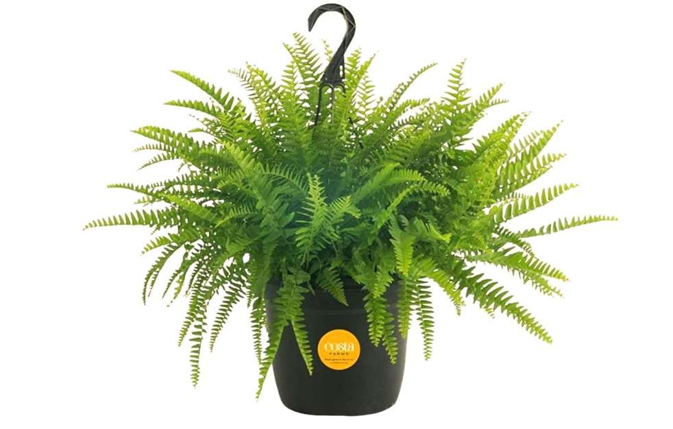  Costa Farms Boston Fern Live Plant, Outdoors or Indoor Houseplant in 10-Inch Hanging Basket Planter, Ferns Soil Mix, Real Plants Gift, Housewarming, Patio