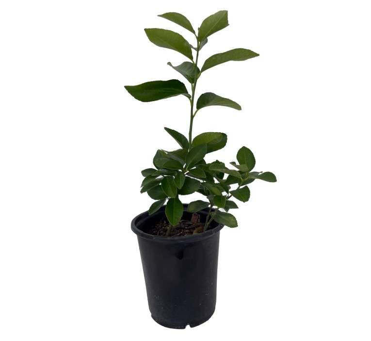 
Bearss Lemon Tree - Fruiting Size - 6" Pot - No Ship TX, FL, AZ, CA, LA, HI