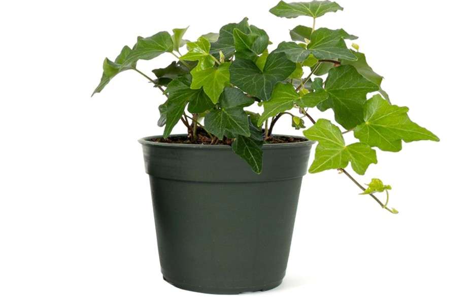
American Plant Exchange English Ivy – Live 4-Inch Potted Trailing Vine, Fast-Growing Air-Purifying Houseplant, Easy-Care Indoor & Outdoor Climbing Ivy