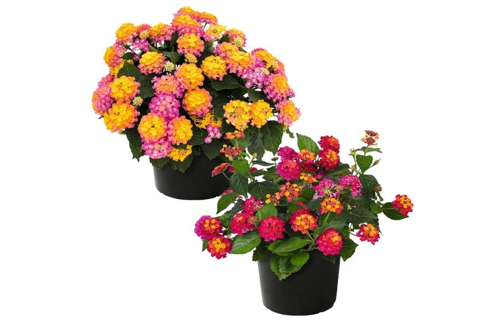 
Live Flowering Lantana - Grower's Choice Assorted Colors (2 Plants Per Pack), Healthy Blooming Pollinator, 8" Tall by 5" Wide in 1 Qt Pot