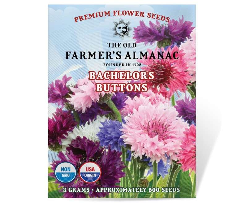 
The Old Farmer's Almanac Bachelors Buttons Seeds - Approx 500 Flower Seeds - Non-GMO, Premium, Open Pollinated