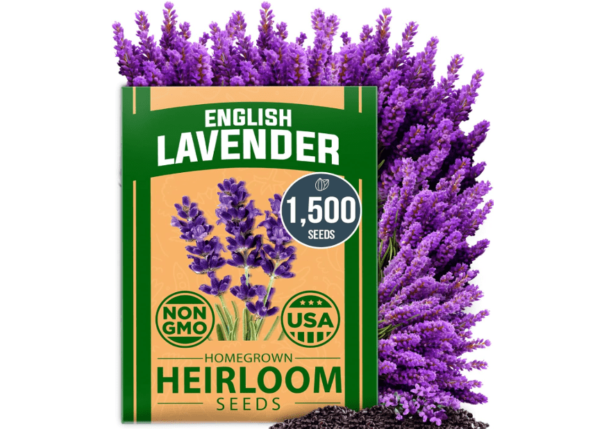 HOME GROWN 𝗨𝗦𝗔 𝗣𝗥𝗘𝗠𝗜𝗨𝗠 English Lavender Seeds 1,500+ 𝗡𝗢𝗡-𝗚𝗠𝗢 Wildflower Seed for Planting Indoor/Outdoor, High Germination