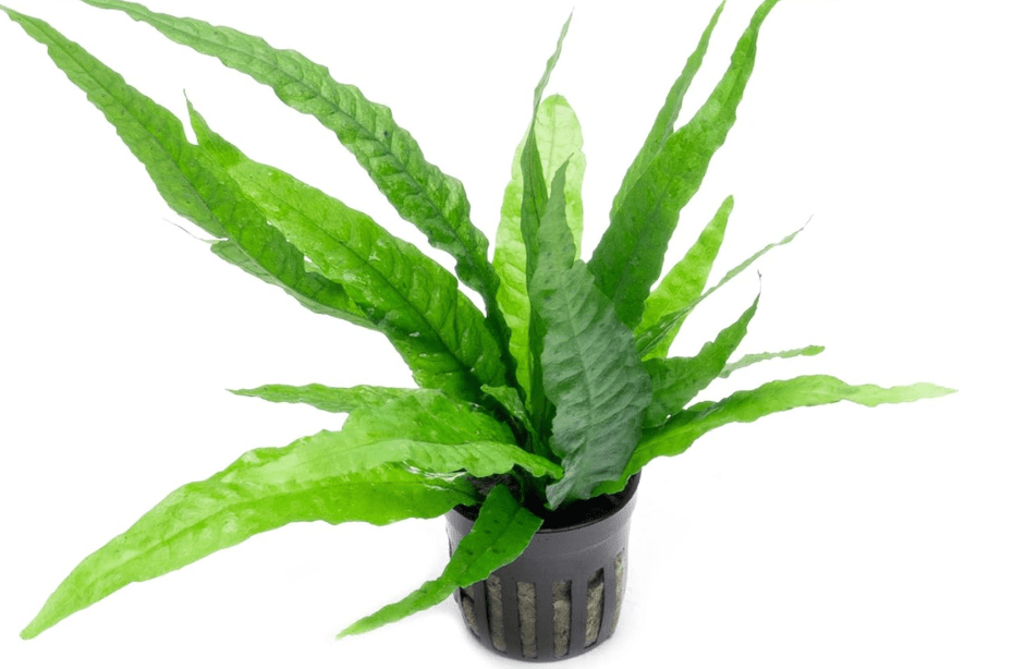 
SubstrateSource Java Fern Live Aquarium Plants - Potted Freshwater Plant for Fish Tanks - Beginner Friendly, Low Light