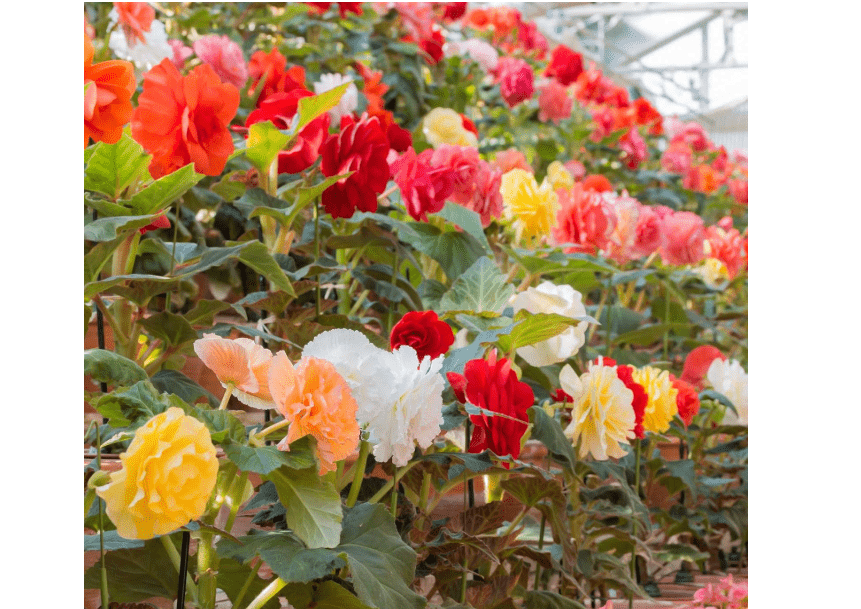  Tuberous Begonia Nonstop Series Plant Seeds (Pelleted): Mocha Mix - 100 Seeds - Annual Decorative Flower Plant, Houseplant