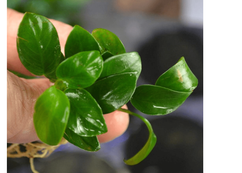
Marcus Fish Tanks - Anubias Nana Petite Anubias Plant Live Aquarium Plants Aquatic Plant Buy 