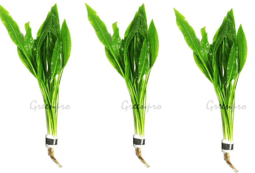 
3-Bundles Amazon Sword | Echinodorus Amazonicus Live Aquarium Plants for Aquatic Freshwater Fish Tank by Greenpro